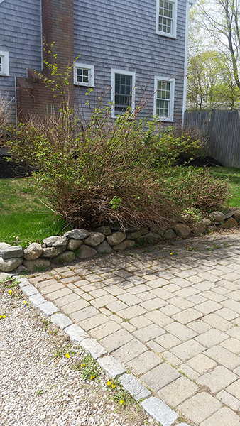 Fine Gardeners - Pruning Roses, Newton, Brookline, Needham, MA